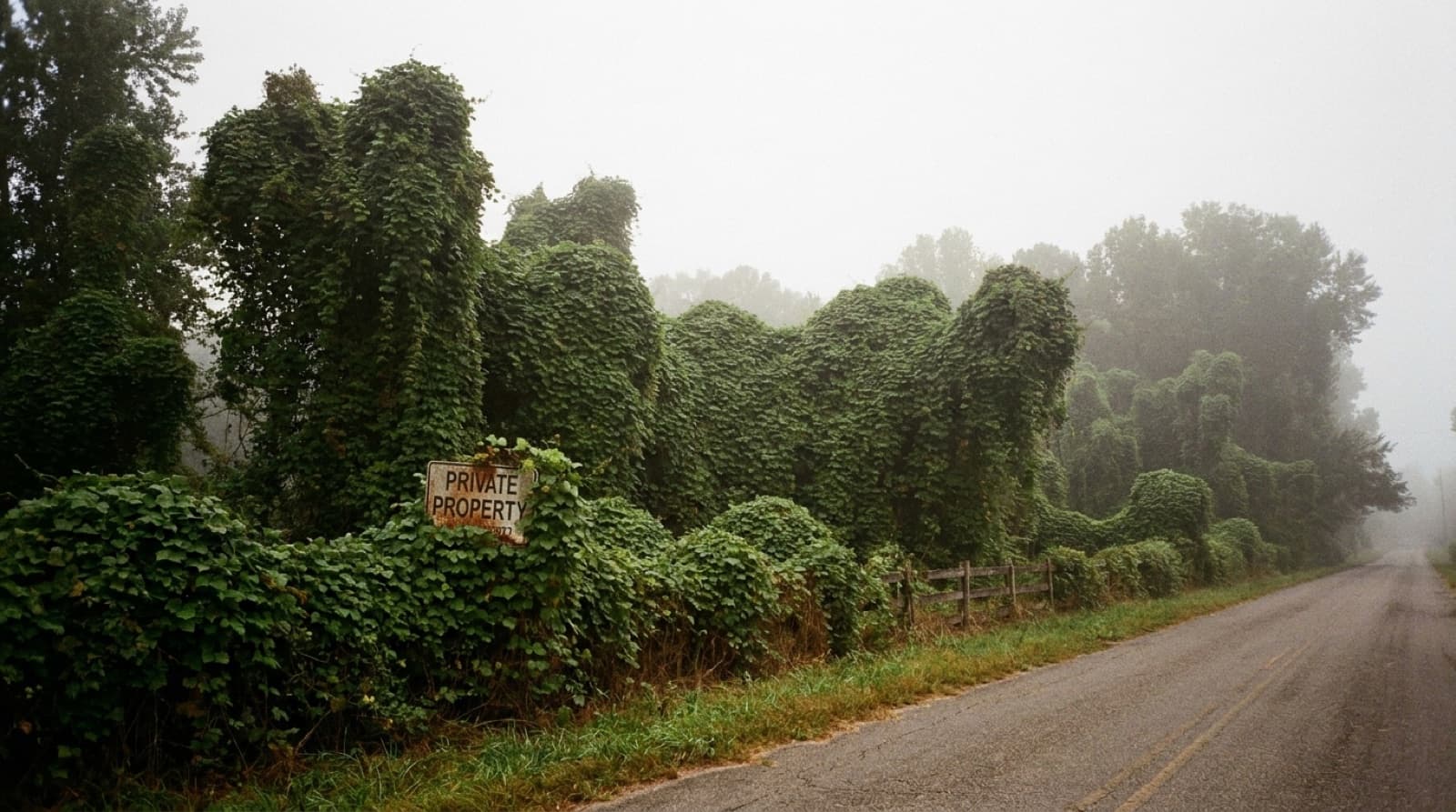 Kudzu and privet thicket being removed by forestry mulching on a Huntsville, AL property